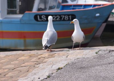 Goéland sur un port